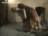 [ Pet Sex Tube ] Hot French blond is having intercourse with a brown retriever